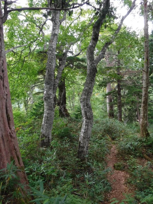 さっきの立て看板からロッジくろよんまでの、道はなかなかいい雰囲気で頑張れました。<br />大木がにょきにょき。<br />ロッジくろよんから黒部駅までは割とあっさり着き、達成感です。<br />15時35分のトロリーバス乗車。<br /><br />昨日の五色が原までの登りは、きつすぎて楽しくなかったのに<br />けっきょく二日目の今日は楽しく満足した自分がいます。<br />だからまた登ってしまうのだ～♪