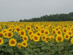 北竜町のひまわりの里
一面がひまわりで真っ黄色
まだちょっと早い？つぼみのものもまだまだありました