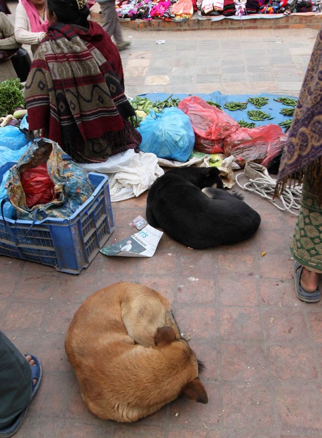 次回は最終回、スナップ写真をまとめてアップします。犬シリーズもあるよ～。