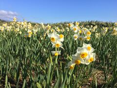 水仙が咲いています。