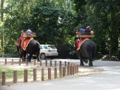 アンコールトムのバイヨン前でゾウに遭遇。観光用のゾウでお客さんを上に乗っけていました。