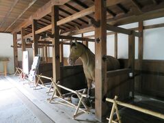 今度は彦根城の馬屋の見学です。（本物ではないけど）お馬さんが迎えてくれました。