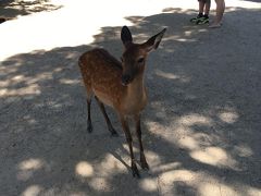 奈良公園、春日大社に着いたら早速鹿さんのお出迎え。奈良感！
せんべい持ってないよ！