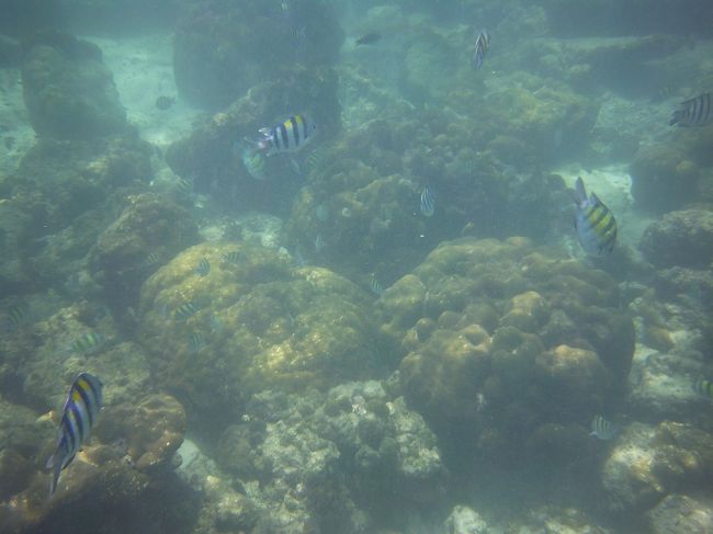 透明度はまあまあですが、魚はたくさんいます。<br />4トラの旅行記でよく見る黄色のシマシマのやつです（名前知ってる方がいたら教えてください）。