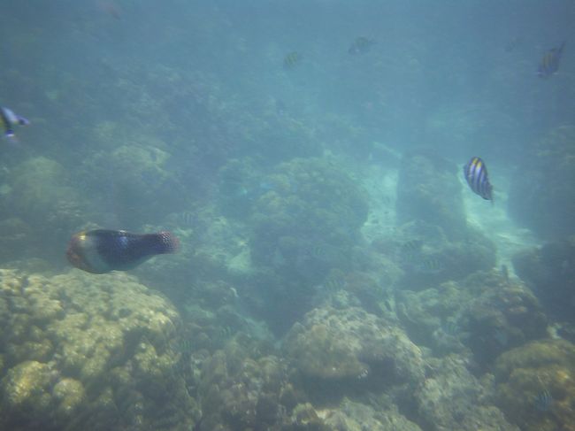 おっ。違うのも居た！