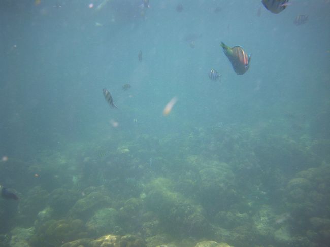 「今日は人間が多いな～」