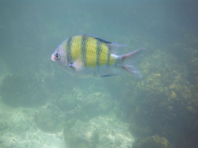 「黄色のシマシマしかいねぇ、なんて言わないで～」