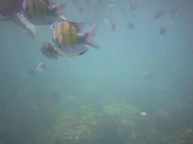 「ここはオレたちの海だ！」