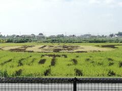 まずは新宿から古代蓮の里へ行きました。駐車場の前には田んぼアートが。
といっても近くでみるとなにがなんだかよくわかりません。