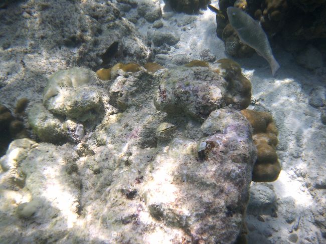 透明度すごー。<br />ただしまたしてもここでデジカメのバッテリー切れ。<br />魚たくさんいたのに、全然写真が撮れなかった～～😢