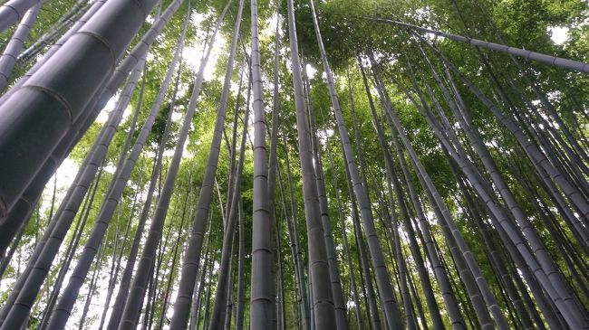 竹林が素晴らしいー