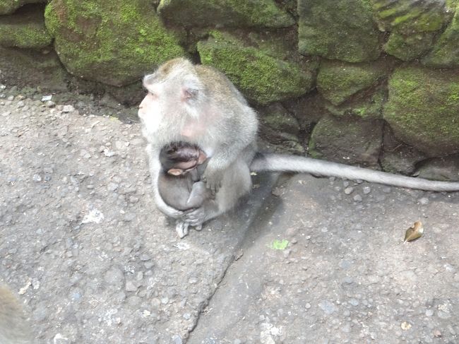 『　モンキー・フォレスト　』