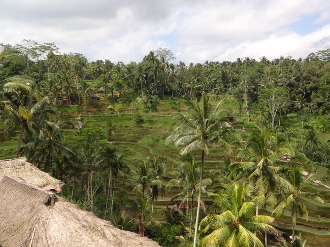 『　ライステラス　』