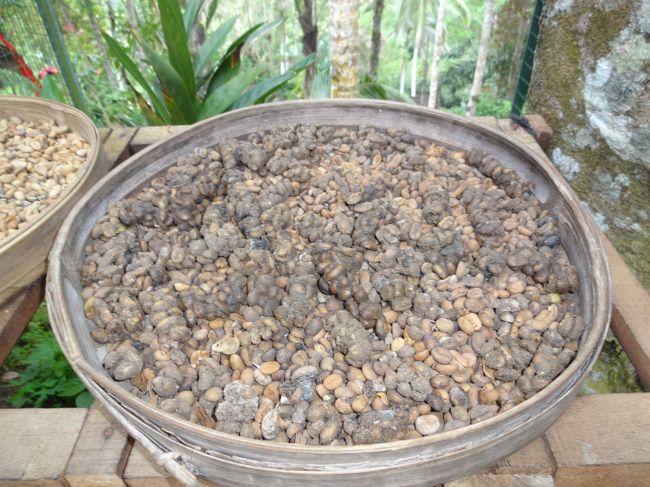 『　Luwak Coffee　　の店　」<br /><br />（ジャコウネコ　コーヒー）
