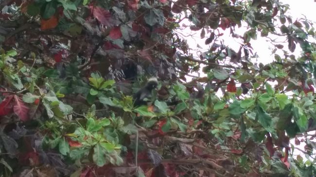 木の上には猿がいた。ここの猿🐵は目の回りが白くて綺麗だ。ラヤバディに居るから少し高級感がある。