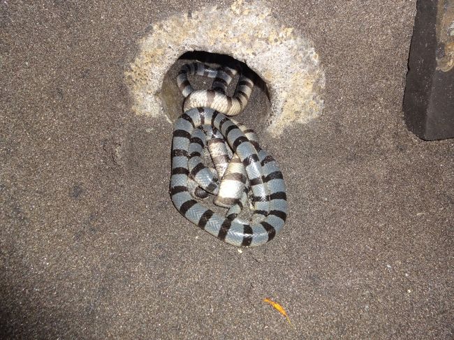 洞窟内に『　聖なる蛇　』がいます。