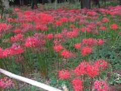 　このお寺に寄った最大の理由がこの写真です。例年より一週間遅かったと立派なカメラをもった御仁が残念がっていました。
　彼岸花は球根に毒があり、モグラを退治してくれる知恵の作物だそうです。知りませんでした。全国にあったこの花がなくなったのはなぜでしょうか。その理由の方が重要な気がします。