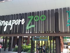 午後は別のツアーにチェンジして、シンガポール動物園へ。