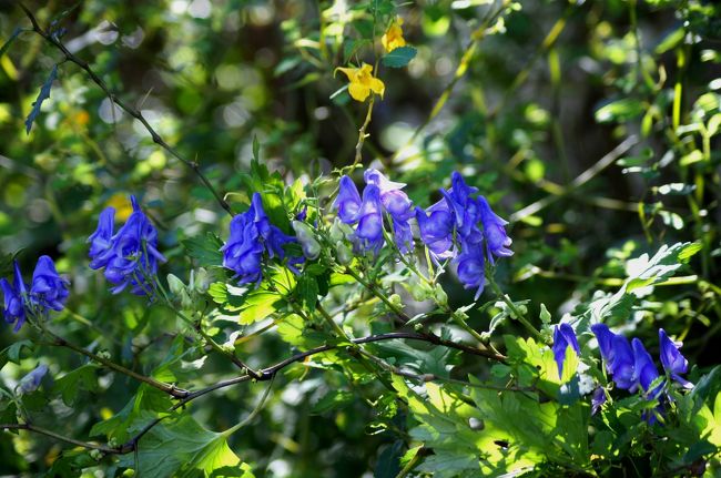 秋風そよぐ羽鳥湖高原の野の花 西白河 岩瀬 福島県 の旅行記 ブログ By J Ryuさん フォートラベル