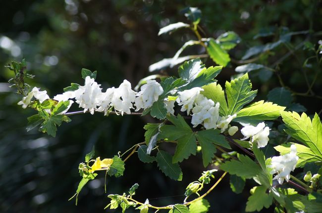 秋風そよぐ羽鳥湖高原の野の花 西白河 岩瀬 福島県 の旅行記 ブログ By J Ryuさん フォートラベル