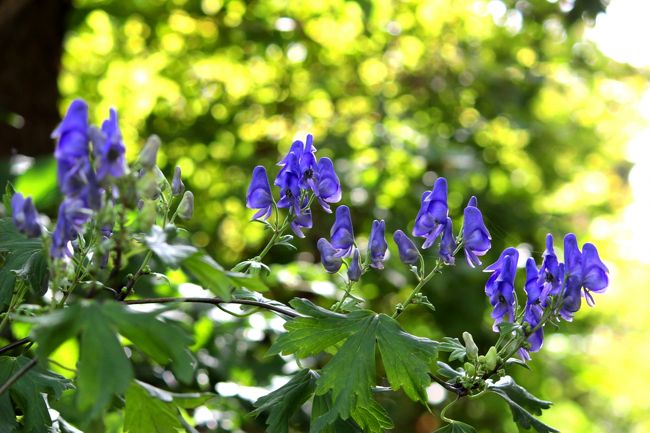秋風そよぐ羽鳥湖高原の野の花 西白河 岩瀬 福島県 の旅行記 ブログ By J Ryuさん フォートラベル