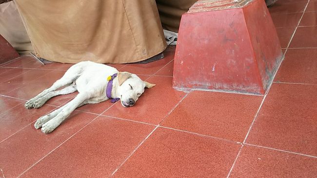 野良ちゃん…じゃないか首輪してるもんね。気持ちよさそうに寝てます。