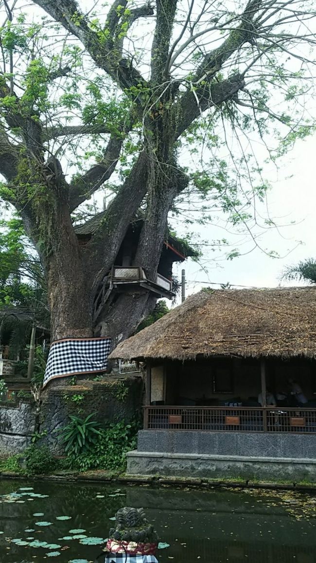 右の部分がスタバの外のお席です。<br />ツリーハウスみたいになってるところで、何か楽器のようなもの（太鼓みたいな）を鳴らしていました。