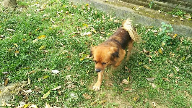 ワンコはどこにでも。自由に歩き回ってる。