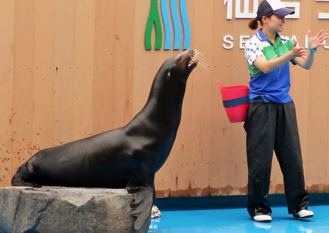 Amazon.co.jp: 仙台 うみの杜水族館 アシカ ぬいぐるみ : ペット
