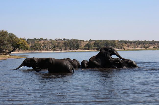 アフリカどうでしょう ２ ゾウたっぷり たまにキリン カバはチョベっと ２０１７ボツワナ チョベ ボツワナ の旅行記 ブログ By さとぴ さん フォートラベル