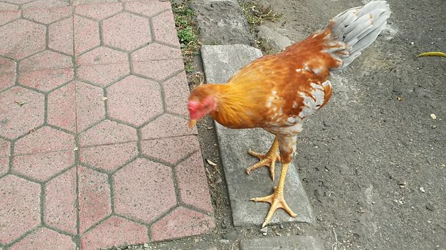 ふつうににわとりが(笑)