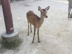 あっという間に宮島到着　やっぱりいました鹿様