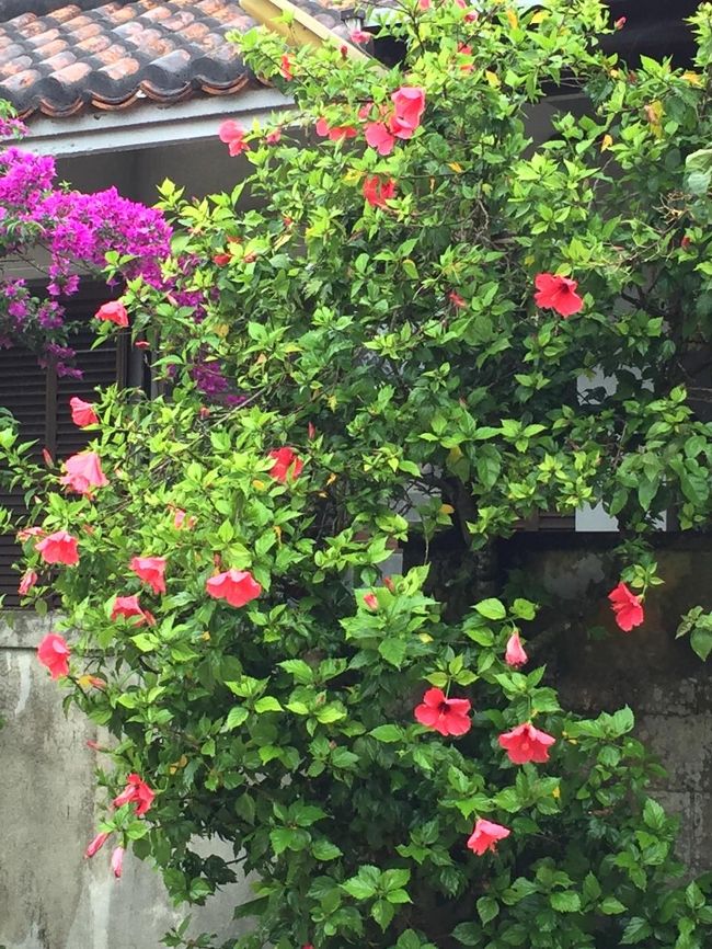 サイクリングがメッカなだけに、民家は、花や植物が見事なほど綺麗に手入れされています。いつも温室ですもんね。
