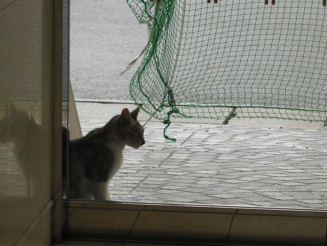 　朝起きたらもう雨が降り始め、風も強くなっていて。野良ちゃんもホテルの玄関ポーチに避難してました。けなげだなぁ・・・。