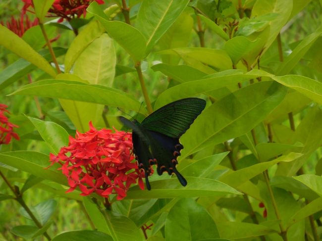　公園内の花にはカラスアゲハが一杯吸蜜に来てました。