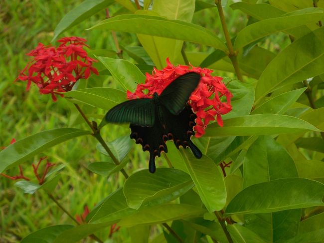 　余っ程お腹が空いていたんでしょうねぇ。無心に蜜を吸ってましたよ。