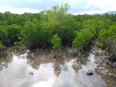島の西にはヒルギ林、結構広い。