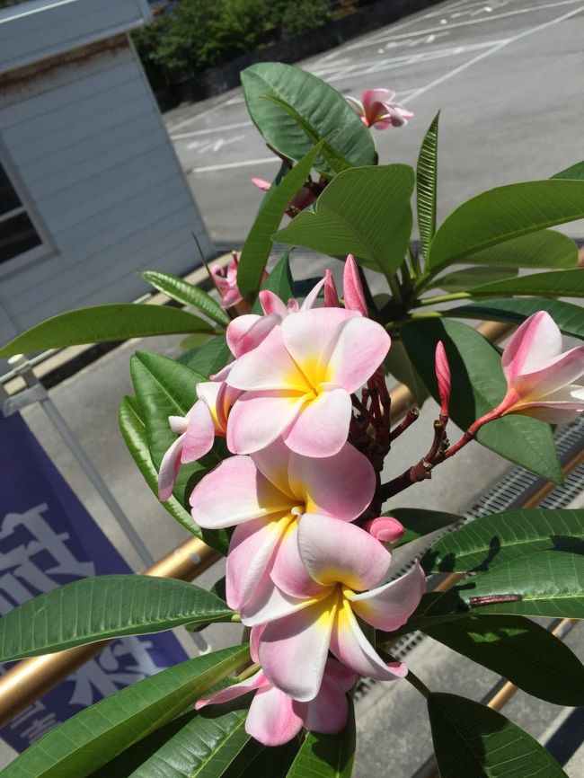 敷地内にあった琉球真珠販売店<br />お花がきれいー