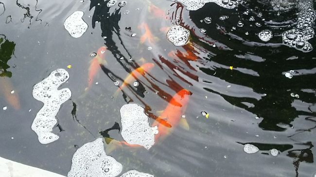 鯉をよく見かけますね。<br />そういえば、旅行最終日にチャーターした車の運転手さんもデンパサールの自宅の池で鯉を飼ってると言ってたなぁ。