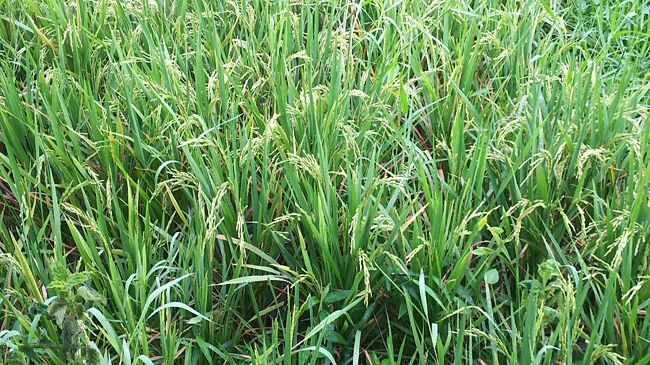 稲の育ち具合はこんな感じ。刈った後の時期じゃなくて良かった(^_^;)