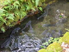 高千穂峡に到着
魚が迎えてくれまいた