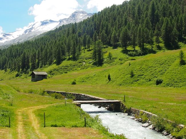 美しい草原に見えますが、草刈り機で牧草として刈り取った結果です。