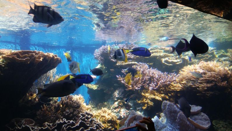 ワイキキ水族館