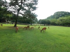 鹿がたくさん