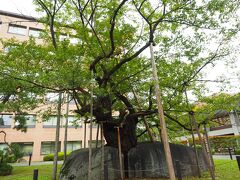 食後も歩いて観光。盛岡地方裁判所内にある石割桜。桜の生命力はすごいです。国の天然記念物。
