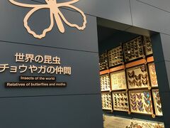 温泉郷の近くの「ひがし大雪自然館」
チョウや昆虫の展示がすごいです