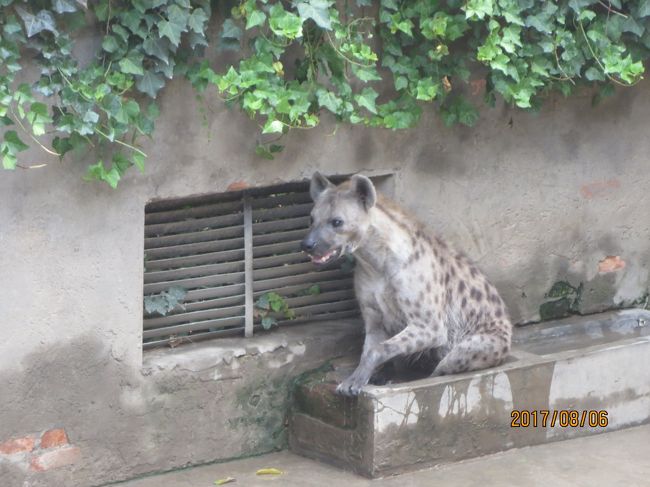 もう一つの感動は，生のハイエナを見ることができたことだ。<br />第１印象は，テレビなどから想像していたより一回り大きいということだ。<br /><br />塀沿いの一定の間をせわしく行ったり来たりしている。<br />いかにも俊敏そうな動きだ。<br /><br />腐肉を漁ったり，集団で獲物をしつこく追いかけるなど，パンダとは真逆の動物界有数の悪役のイメージがあるハイエナ。<br />まさか「ハイエナのような人」と呼ばれて喜ぶ人はいるまい。<br /><br />ライオンが捕えた獲物を横取りしようとして，しつこく周りをうろつくテレビのシーンも時々見かけるが，実は元々ハイエナが捕えた獲物をライオンが奪い，それを取り返そうとしている場合も多いらしい。<br />ハイエナも生きるために必死であり，熾烈な生存競争の中では「善」も「悪」もないのである。<br />そうは言っても，半開きの口からでも見える，鋭く不気味な歯並びは，悪魔のように不気味だ。（この歯は獲物を骨ごと噛み砕けるほど強力である）<br />