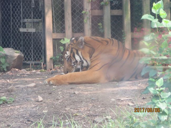 鳥類エリアは足早に通り過ぎ，トラと対面する。<br />子供たちが一斉に声を上げる。<br />「老虎（ラオフー）！！」<br /><br />普段はうるさいだけのガキドモであるが，中国語の勉強になる。<br /><br />なるほど，虎は中国では単に「虎（フー）」ではなく，「老虎（ラオフー）」というのが普通らしい。<br /><br />虎は３種類おり，なかでも貴重なのは野生種が絶滅したとも言われている「華南トラ（アモイトラ）」である。<br />残念ながらこの暑さにまいっていたのか，こちらに背を向けて横になっていた。<br /><br />こちらは別のトラ。この貫禄には，やはりしびれる。<br />