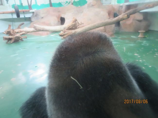 こちらはゴリラの後頭部。<br />霊長類の後頭部などまじまじと見る機会もなかったのだが，なんと人間のような旋毛（つむじ）がない。<br />この人間との違いはひょっとしたらアクア説（人間の祖先が水生の猿であったという，一般には異端視されている学説）と何か関係があるのか？<br />