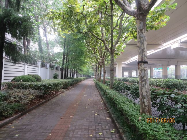 とりあえず近くにあるはずの「上海動物園」へ行ってみよう。<br />ホテル直ぐそばにバス停があり，運行表では１停前が動物園になっている。<br /><br />日本的感覚では，道路の反対側へ渡り反対方向へ行くバスに乗れば済む話ではないかと思われるかもしれない。<br /><br />しかし，ここは上海の歩行者の道路横断など全く眼中にない大交差点。<br />横断歩道もトンネルもない，こうした交差点近くで反対側へ渡るのは不可能である。<br />しかもこちらから見渡しても，逆方向行きのバス停らしきものは見えない。<br /><br />こうなれば，スーツケースを引きずって動物園まで歩いて行こう。<br /><br />道路を横断しやすそうな地点を見つけ，半分以上感だよりで動物園方向へスーツケースを引きずっていく。<br /><br />「動物園はこちら」みたいな表示もなかなかなくて，自分の「感」に疑いを感じながらもスーツケースを引きずって行く。<br /><br />中国のこの夏の猛暑はテレビ報道などで聞いていたが，短パン・Ｔシャツ姿（帰国時以外はずっとこのスタイルで通した）で外出したことだけは正解だったなと思う暑さである。<br /><br />やがて広大な敷地を囲う長い塀が見えてきて，ここが動物園かと思う。<br />ただ，どっちが入り口なのか何の表示もない。<br />正門は南（地下鉄）に面しているはずなので右へ進む。<br />